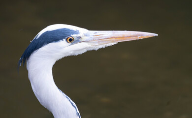 Close up Portrait of a Great grey Heron. High quality photo