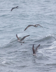 A group of seagulls flying over the ocean