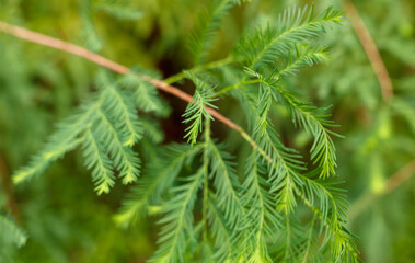 A green leafy tree branch