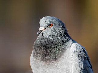 Portait of a normal City Dove - Abandoned Animals but Beautiful High quality photo