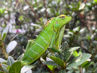 Green garden lizard on a tree