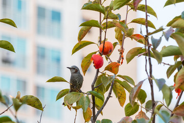 Brown-eared Bulbul Resting Beside Autumn Persimmons