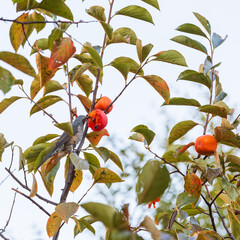 Brown-eared Bulbul Feeding on Ripe Persimmon