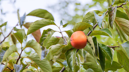 Ripe Persimmons on Autumn Tree Branches