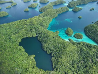 jellyfish lake in palau