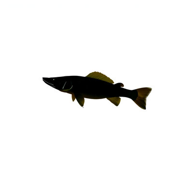 African lungfish in silhouette white background.