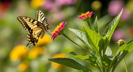 Yellow Butterfly Feeding on Colorful Flower in Garden