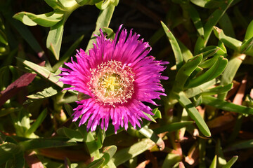 Hottentot fig, pifaces, sour fig