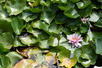water lilies in the pond