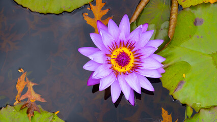 Purple WaterLily