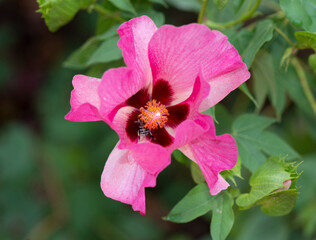 Swamp rose mallow wild flower close up