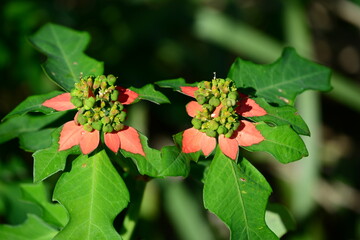 Wild Poinsettia flower in the bush