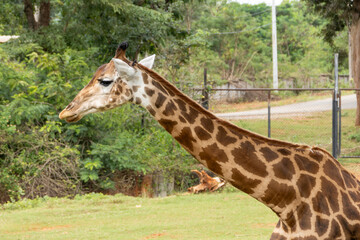 Giraffe feeding behavior wildlife park animal nature side view conservation awareness