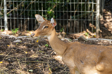 Elegant deer grazing in natural habitat wildlife sanctuary daylight close-up view