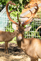 Captivating deer display in nature reserve wildlife habitat daylight close-up view