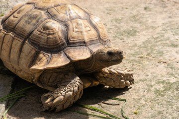 Tortoise crawling ground nature reserve wildlife outdoor close-up animal behavior
