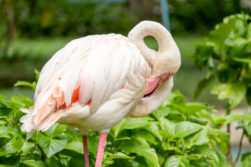 Flamingo preening in lush greenery wildlife park nature tranquil setting close-up avian beauty