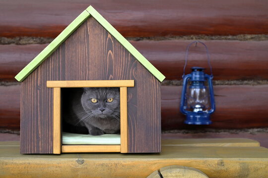 A grey cat sits in a wooden cat house on a yellow wooden bench against a log wall with the blue iron lantern on it.