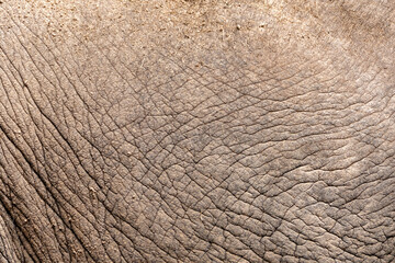 Detailed macro perspective of elephant skin texture in its natural wildlife habitat environment