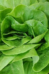 Growing organic vegetable farms for background                               