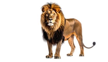 Regal lion stands proudly, dark mane contrasts black background
