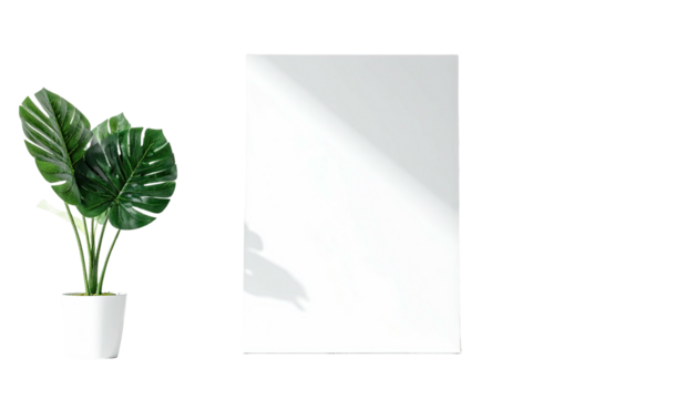 Houseplant, white poster with soft light and shadow