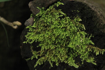 Green moss on a tree in the rainforest, closeup of photo