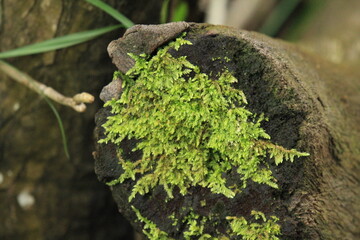 Green moss on a tree in the rainforest, closeup of photo