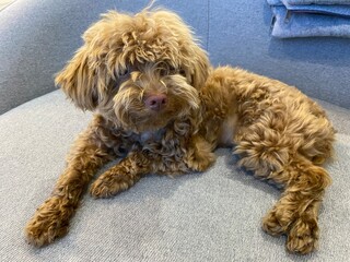 A cute dwarf brown poodle cozily lies on the sofa, curled up in a fluffy ball with a playful expression on its muzzle, under soft home lighting.