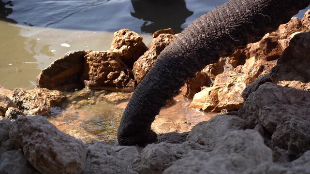 Elephants drinking water at Olifantsrus waterhole in the Etosha National Park in Namibia, Africa. Close up.