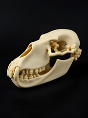 Naklejka premium Model human jawbone with teeth on black background