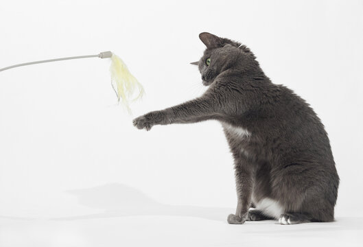 Grey cat leaps toward a feathery toy suspended in mid-air. White background and bright lighting illuminate the motion. - Powered by Adobe