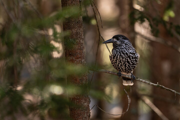 Spotted nutcracker perching on branch in forest