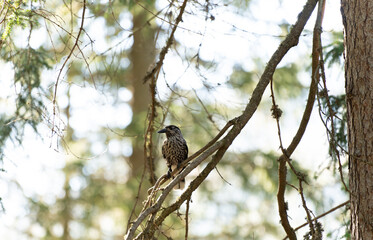 Spotted nutcracker bird perching on pine tree branch