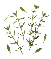 Fototapeta premium Green herb sprigs scattered isolated on a transparent background