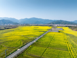 Obraz premium Yellow rapeseed flowers in springtime countryside scenery
