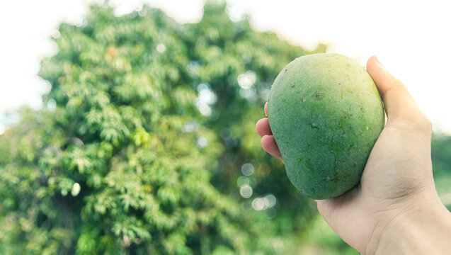Hand holding green apple mango with mango tree background - Powered by Adobe