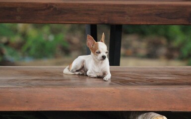 Chihuahua dog sitting on a wooden bench in the garden