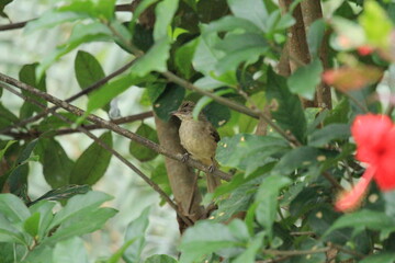 Bulbullet-rumped bulbul bird on the tree branch