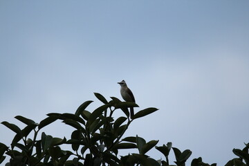 Bird on a tree branch with blue sky and white cloud background, Thailand