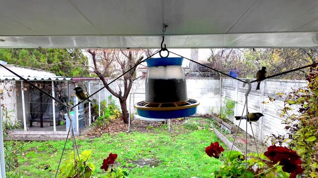 Titmouses at a bird feeder, slow-motion video. Horizontal. A tiny titmouse, perched on a wooden ledge feeder, offers a delicious treat. A feathered friend enjoying a winter meal.