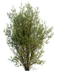 Obraz premium Prunus padus tree, front view, cutout, transparent background, isolate, Blooming shrub with delicate white flowers brings a touch of nature