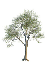 Fototapeta premium Quercus garryana tree, front view, cutout, transparent background, isolate, Beautiful leafy tree with transparent background for creative design use