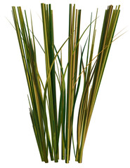 Oryza sativa tree, front view, cutout, transparent background, isolate, Lush green and brown grass tufts, ready to bring nature to your designs