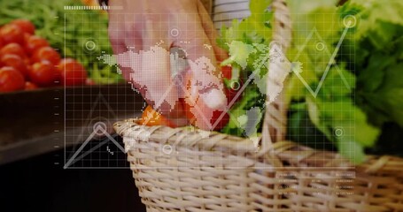 Male shopper reaching, picking, filling basket with tomatoes for retail HUD map and chart shifting - Powered by Adobe