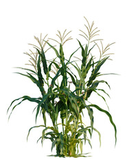 Fototapeta premium Zea mays tree, front view, cutout, transparent background, isolate, Lush green corn stalks blowing gently in summer breeze, perfect for design