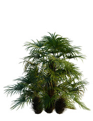 Fototapeta premium Rhapidophyllum hystrix tree, front view, cutout, transparent background, isolate, Lush green palm tree thrives, adding tropical elegance and serene beauty