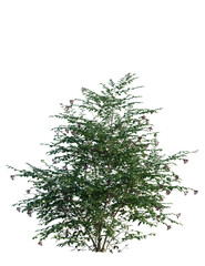 Fototapeta premium Sambucus nigra tree, front view, cutout, transparent background, isolate, Vibrant green bush with dark berries offers natural beauty for your designs