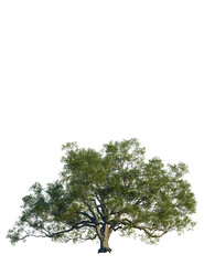 Quercus agrifolia tree, front view, cutout, transparent background, isolate, Majestic mature oak tree with lush green foliage, perfect for nature projects