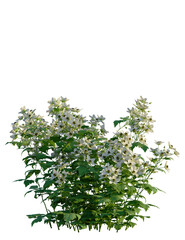 Rubus caesius tree, front view, cutout, transparent background, isolate, Delicate white wildflowers bloom vibrantly on lush green stems